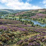 Rolling moorland with heather, woodland and a river valley in Northumberland, a generic landscape illustration.